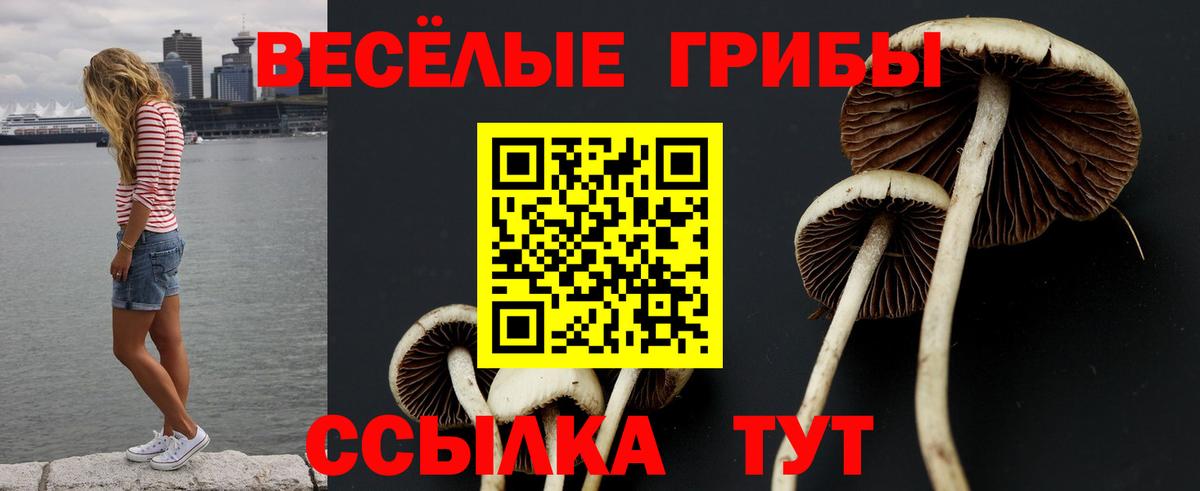 Верхняя Пышма  Псилоцибиновые грибы GOLDEN TEACHER  наркотики  Вход с VPN  Галлюциногенные грибы Psilocybe 